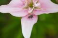 IMG_3954 fly on lily